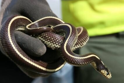 Las “serpientes californianas” llegan a Santa María de Guía