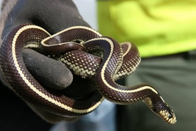 Las «serpientes californianas» llegan a Santa María de Guía