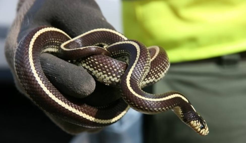 Las «serpientes californianas» llegan a Santa María de Guía