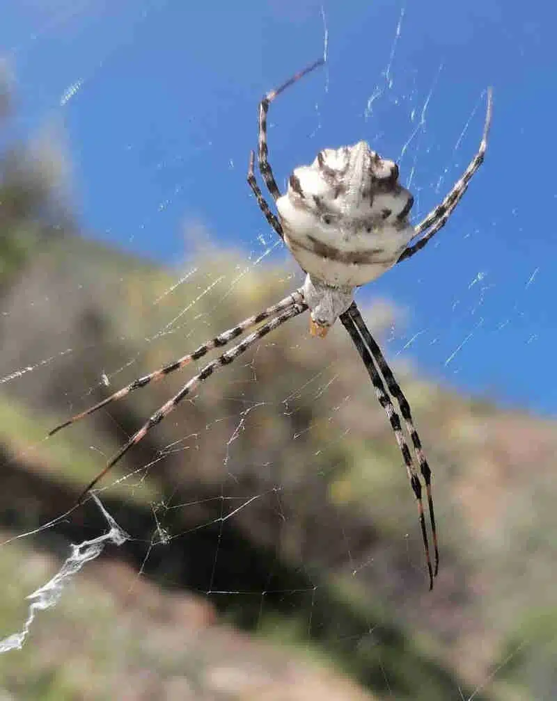 Araña tigre 'Argiope lobata'