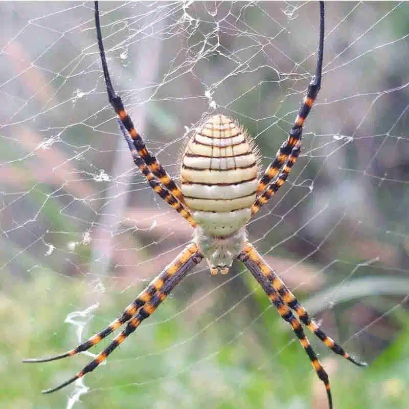 Araña tigre 'Argiope trifasciata'