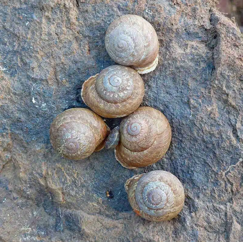 Comunidad de caracoles 'Hemicycla psathyra psathyra'